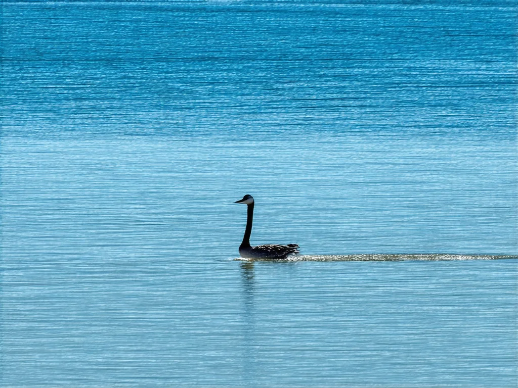 Úplný průvodce vařením rýže: Jak ji uvařit a co s ní dál?